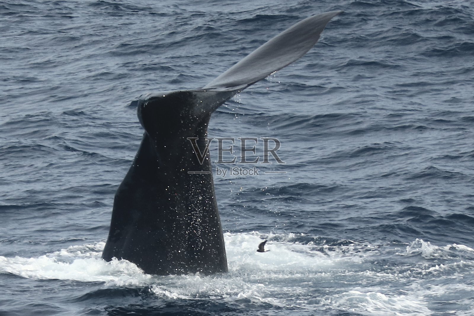 鲸鱼的尾巴照片摄影图片