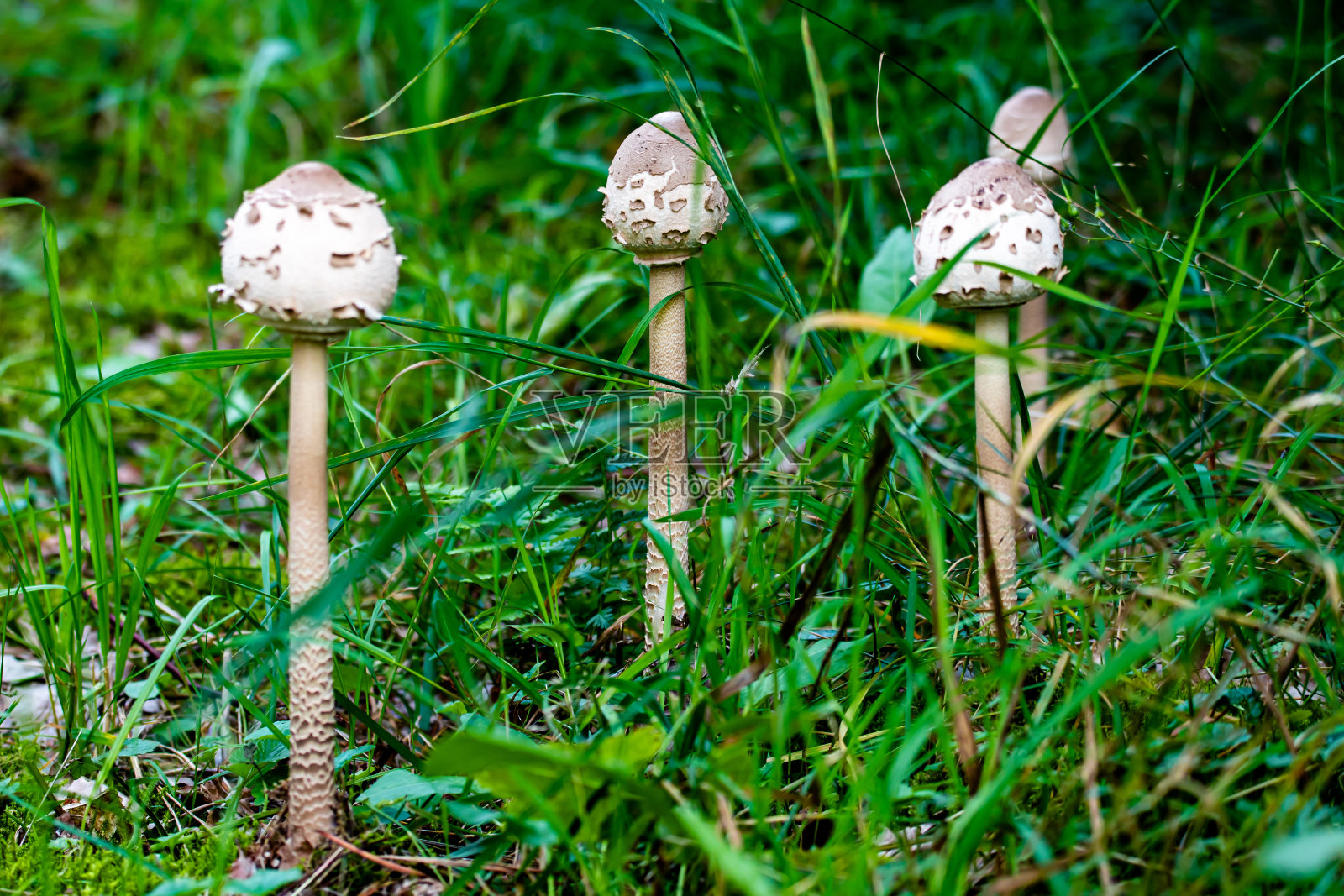 漂亮的小伞蘑菇。照片摄影图片
