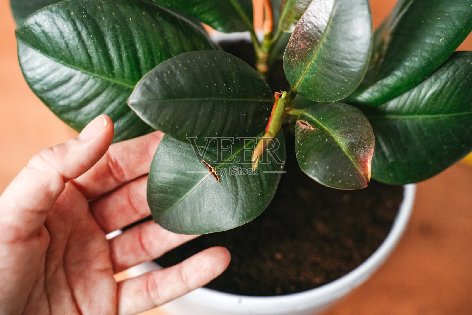 植物病害，植物护理，一个女人的手握着一片破碎的叶子。照片摄影图片