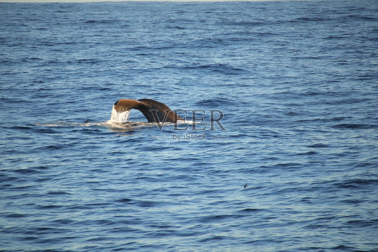 抹香鲸照片摄影图片