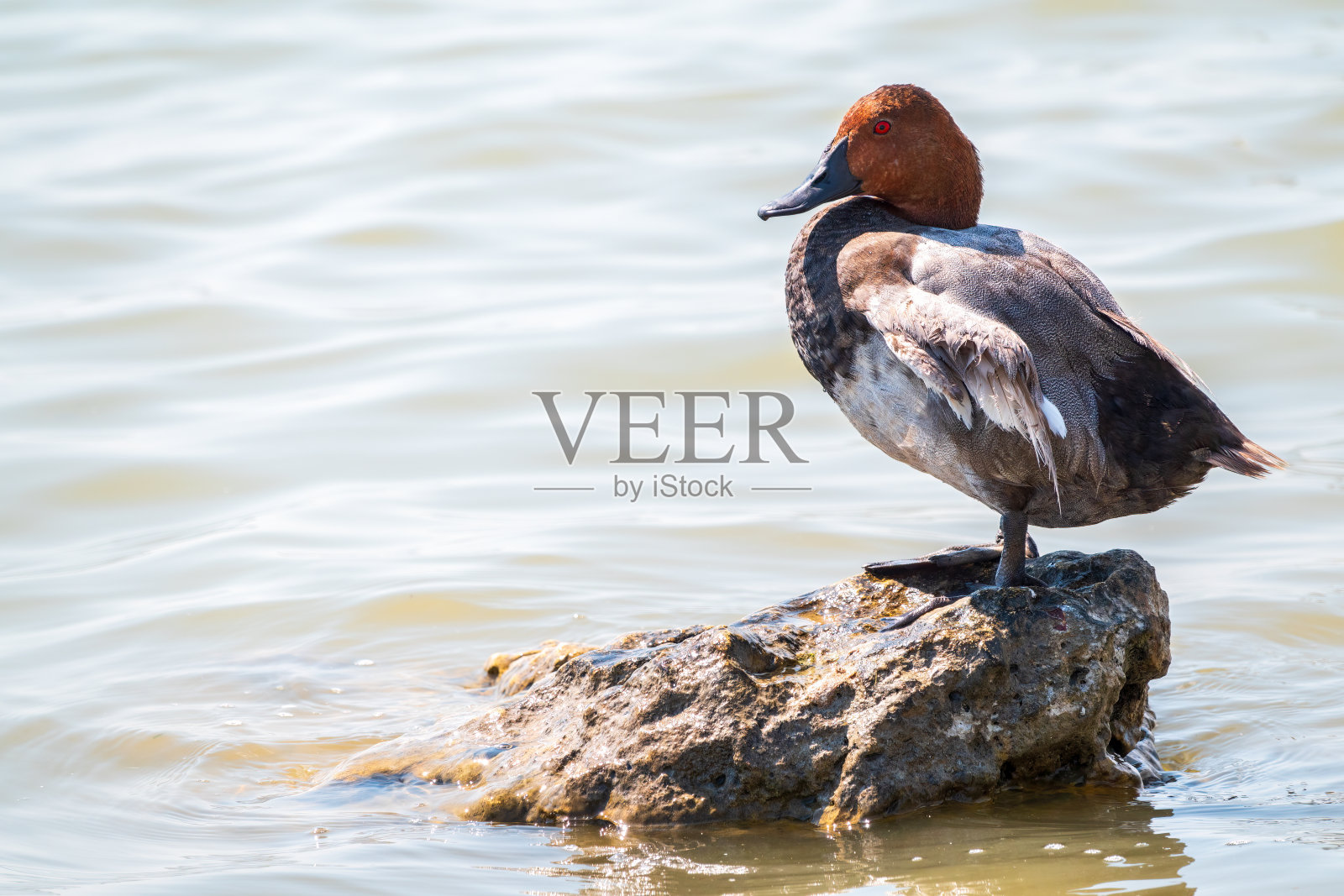 美丽的鸭子，常见的公鸭，Aythya ferina，站在湖边。照片摄影图片