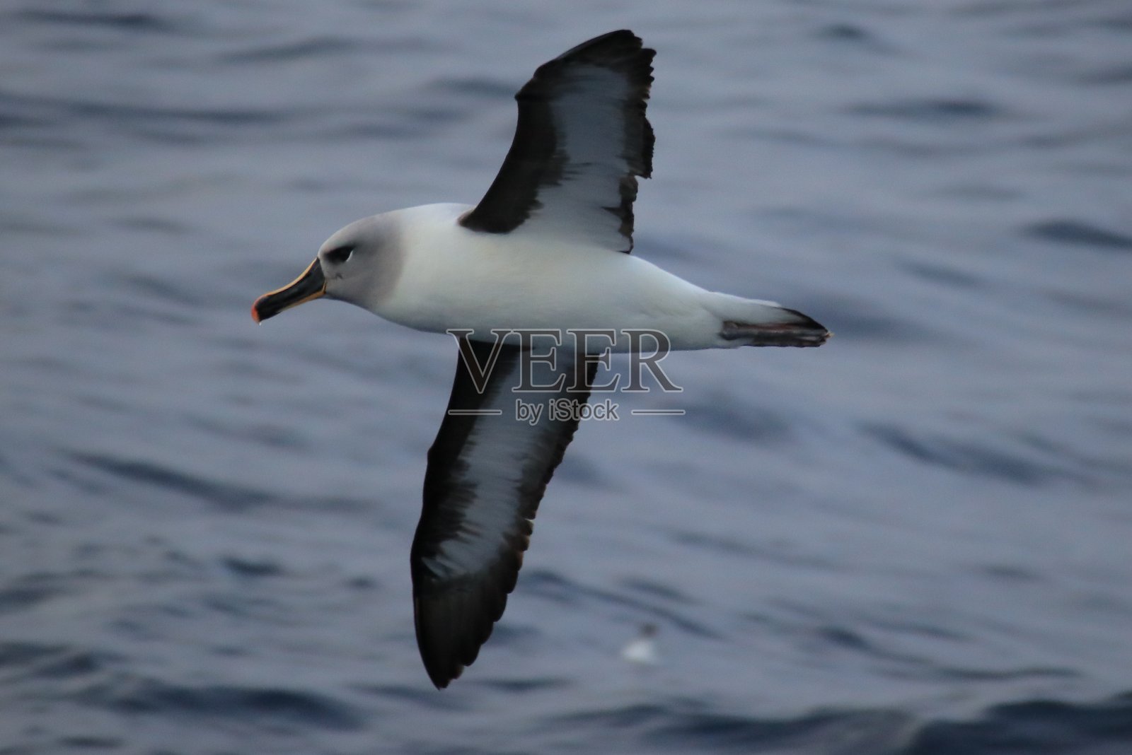 黄色的鼻子照片摄影图片