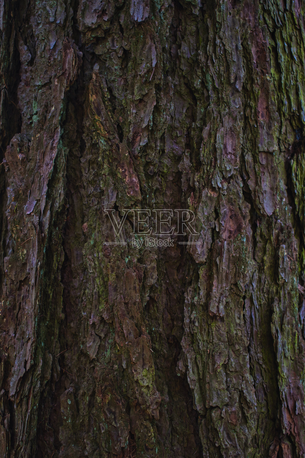 松树皮照片摄影图片