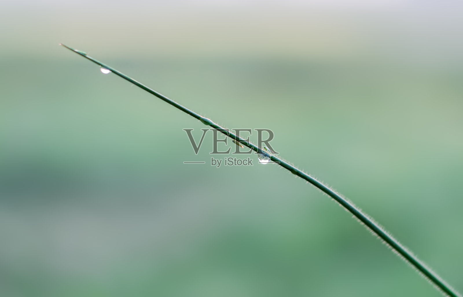 露珠落在一片野叶子上，在雾气蒙蒙的清晨，田野的深度很浅照片摄影图片