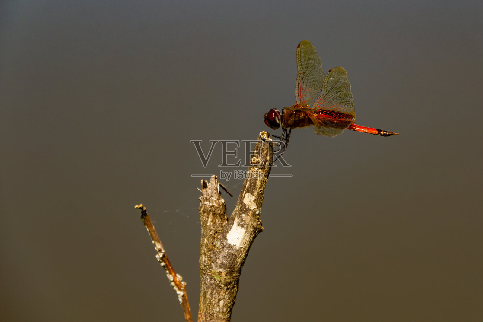 一只蜻蜓栖息。照片摄影图片