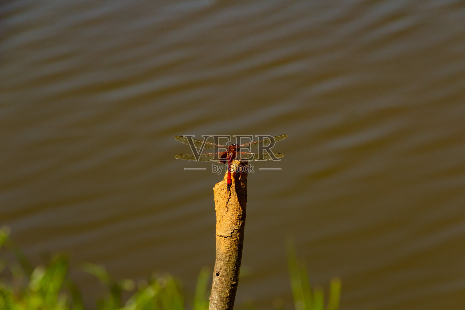 一只蜻蜓栖息。照片摄影图片