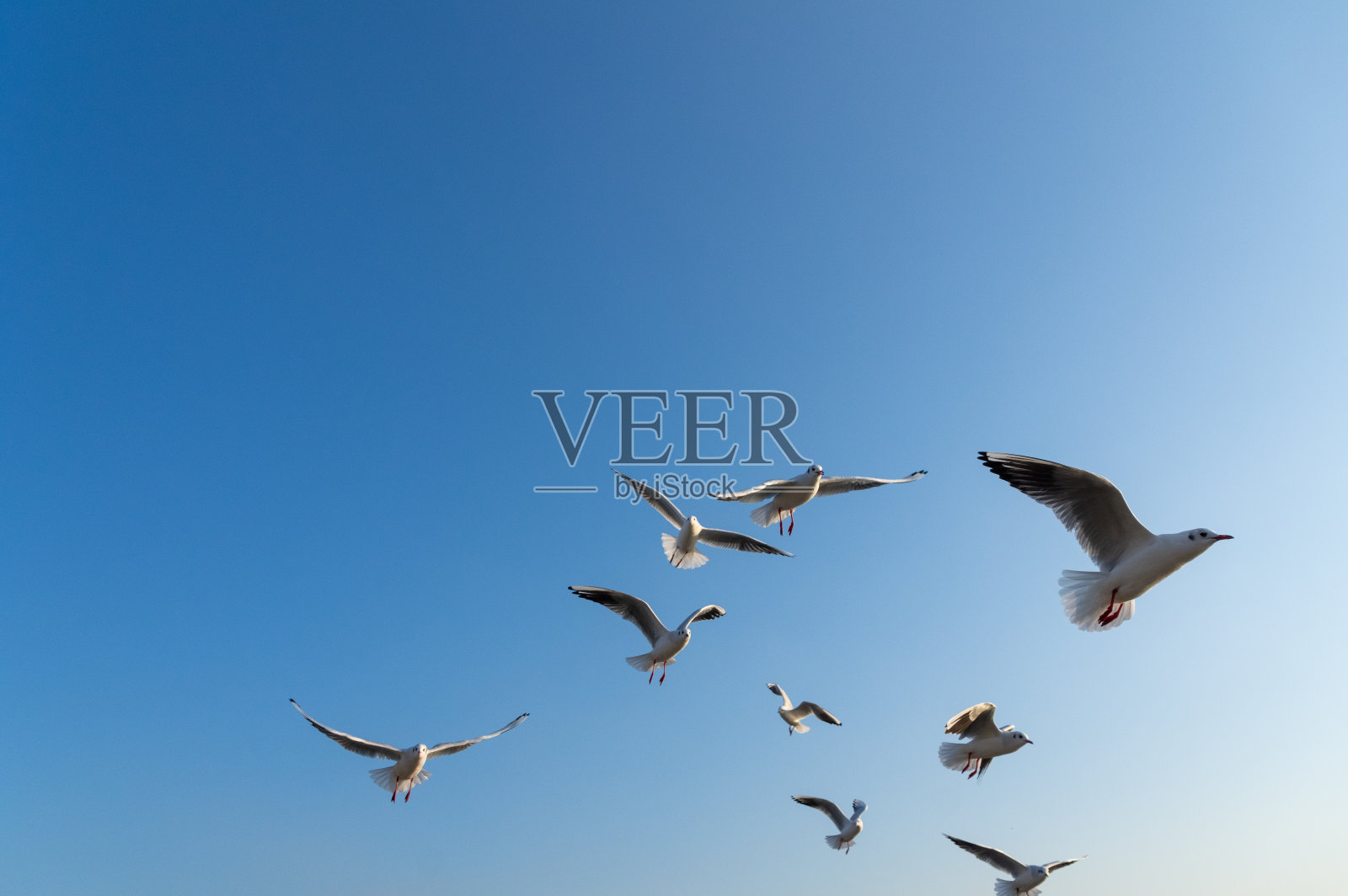 金照片摄影图片