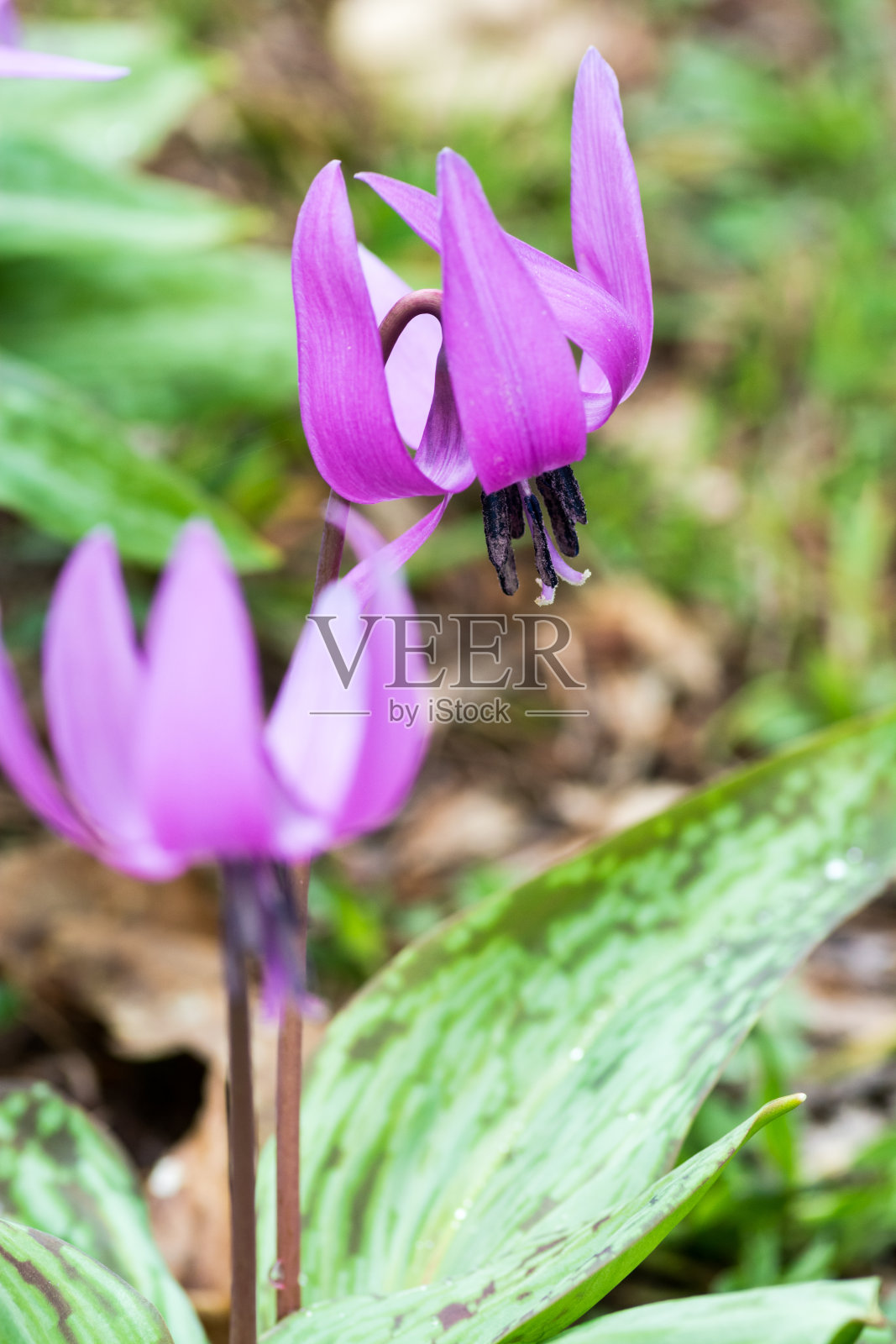 这是一个美丽的粉红色花朵在春天盛开的特写镜头照片摄影图片