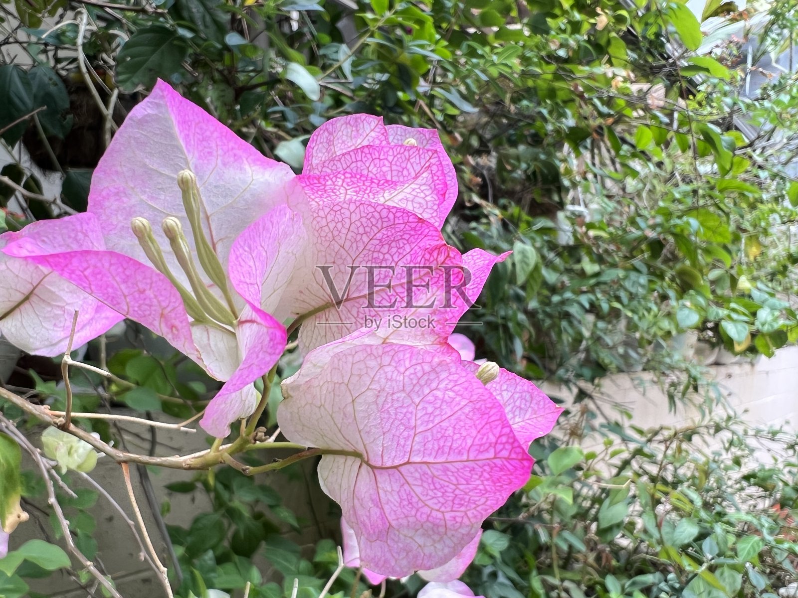 在公园的花坛上看到的三角梅花照片摄影图片