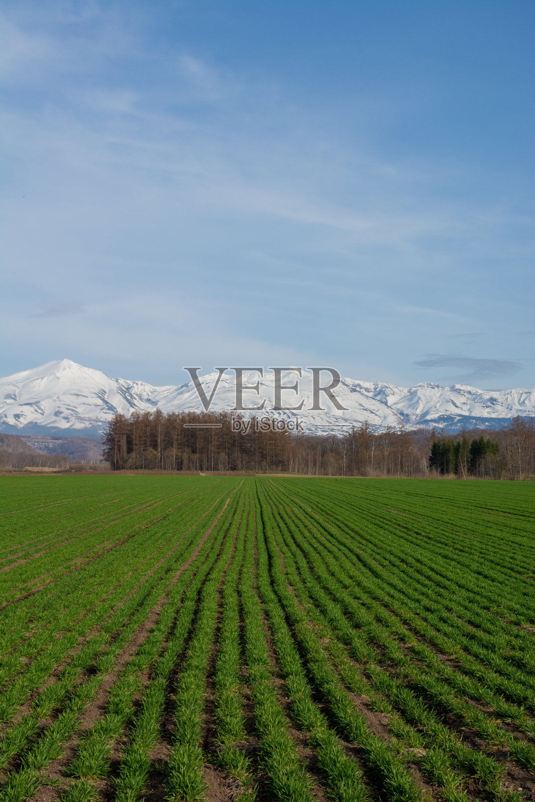 春天的麦田和雪山照片摄影图片