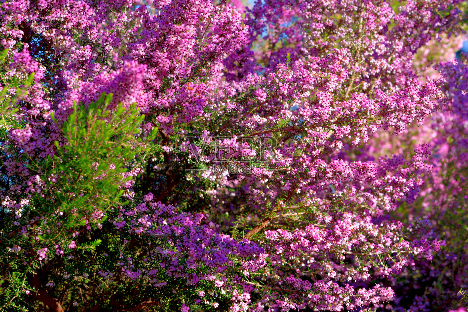Erica cananaliculata / Channeled Heath /靶心设计Erica / Janome Erica照片摄影图片