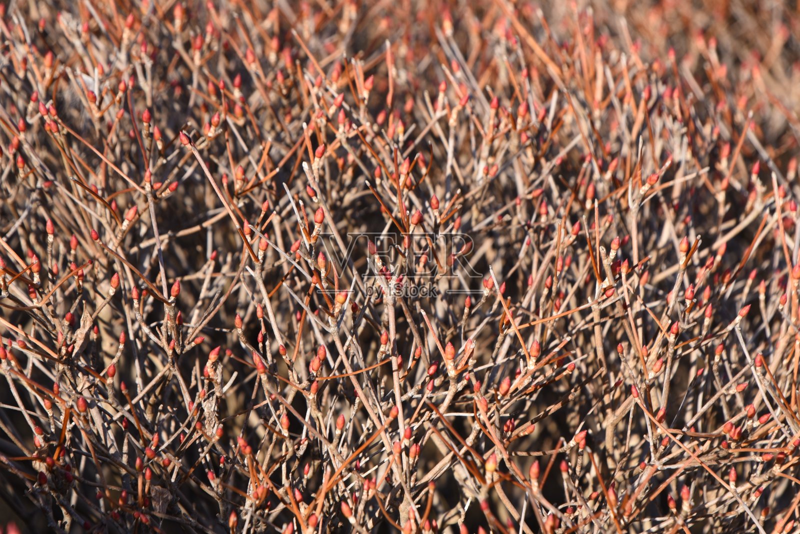 吊钟花属味蕾。照片摄影图片