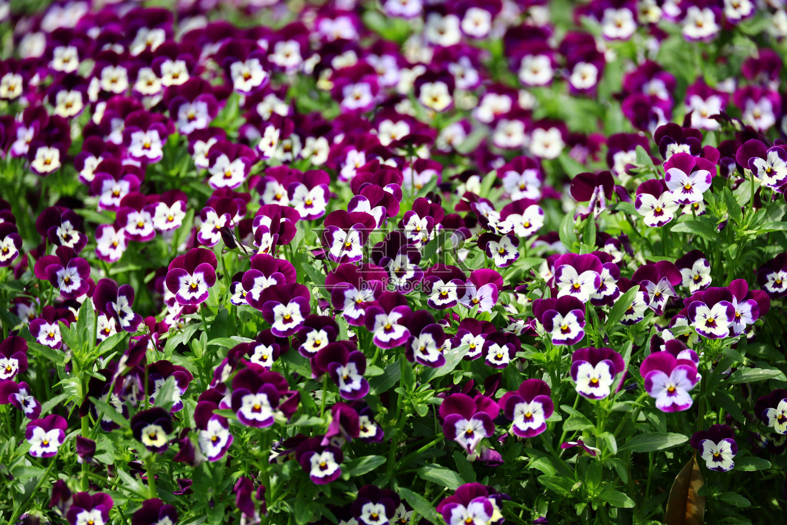 三色堇花的田野充满了屏幕照片摄影图片