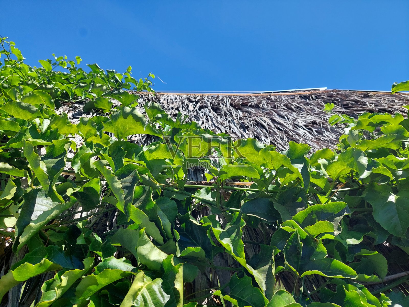 茅草上的藤蔓照片摄影图片