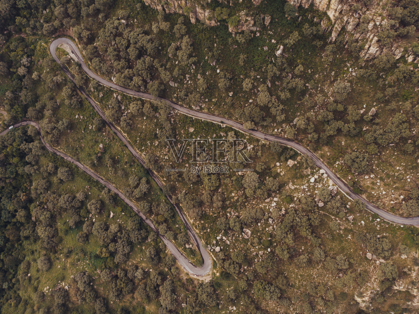 树林中的篱笆照片摄影图片