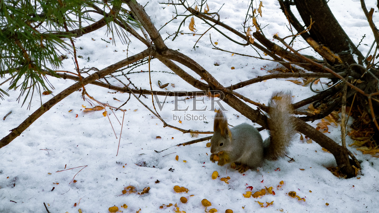 冬天，一只松鼠坐在树旁的雪地里啃花生照片摄影图片