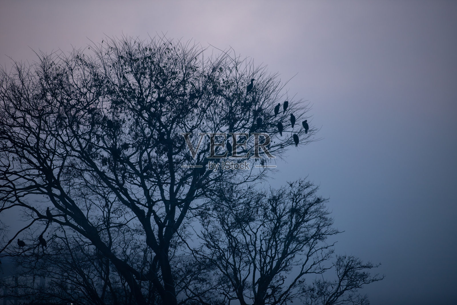寒冷的冬天日出照片摄影图片