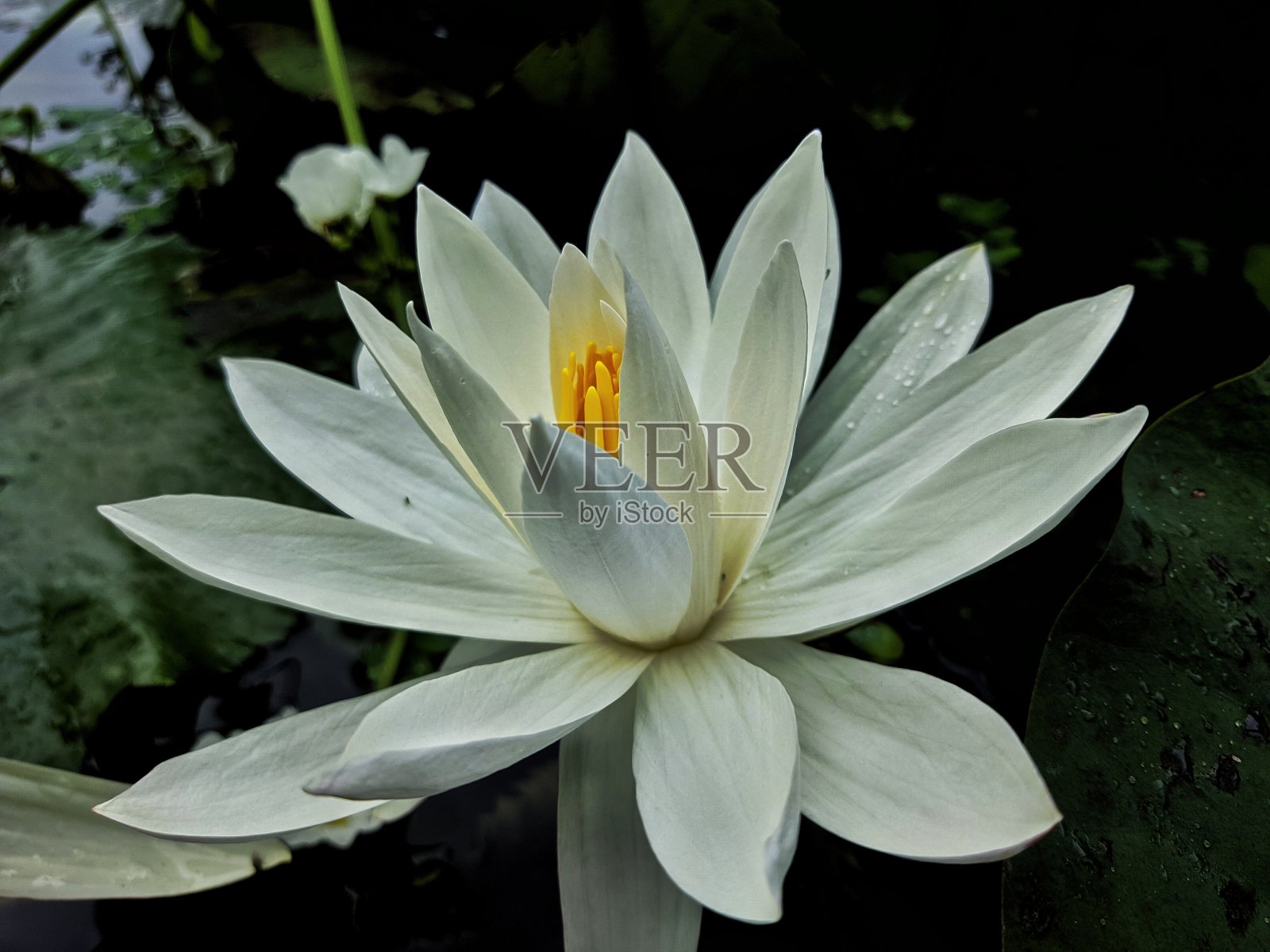 自然照片摄影图片