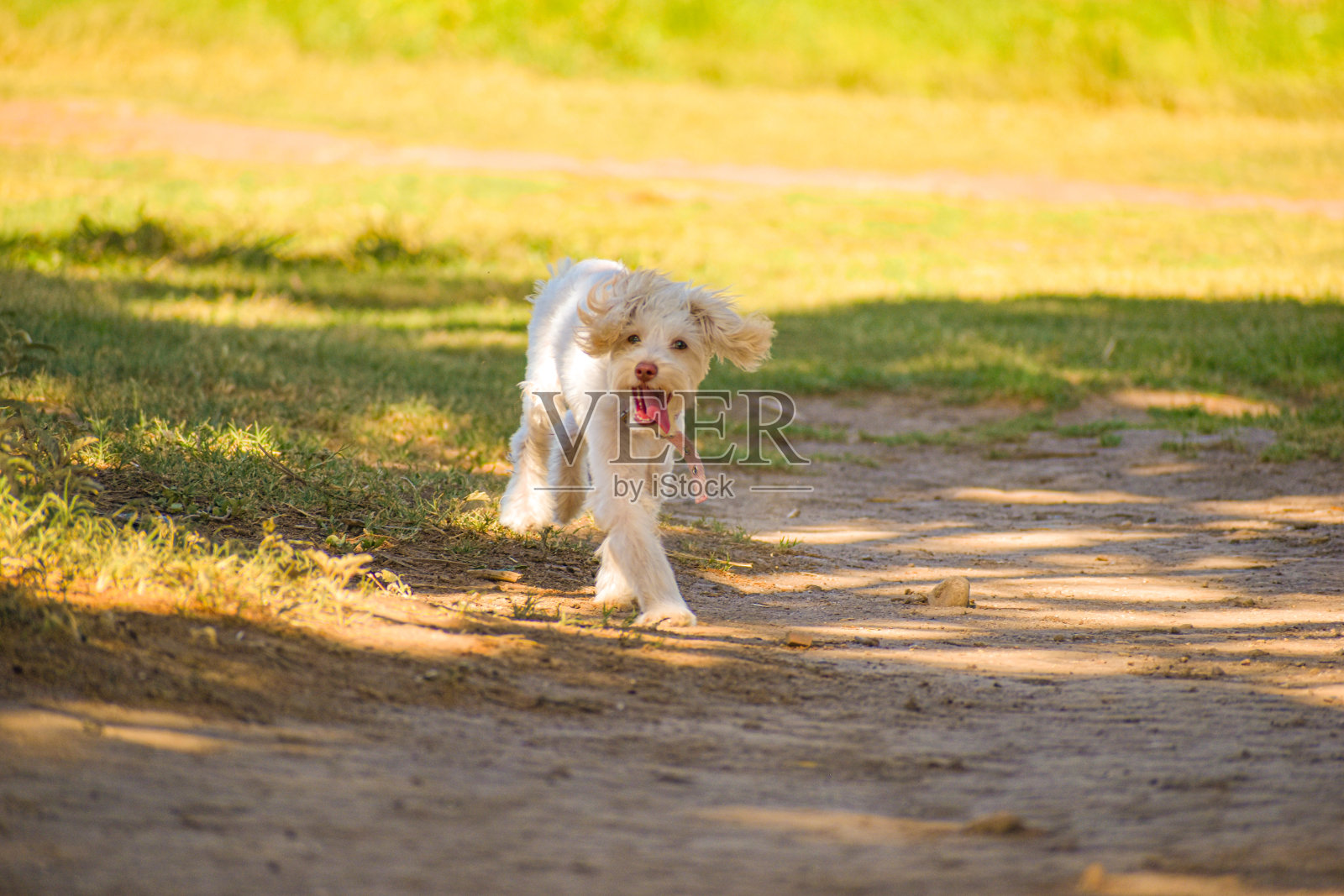 田野里的小白卷毛狗照片摄影图片
