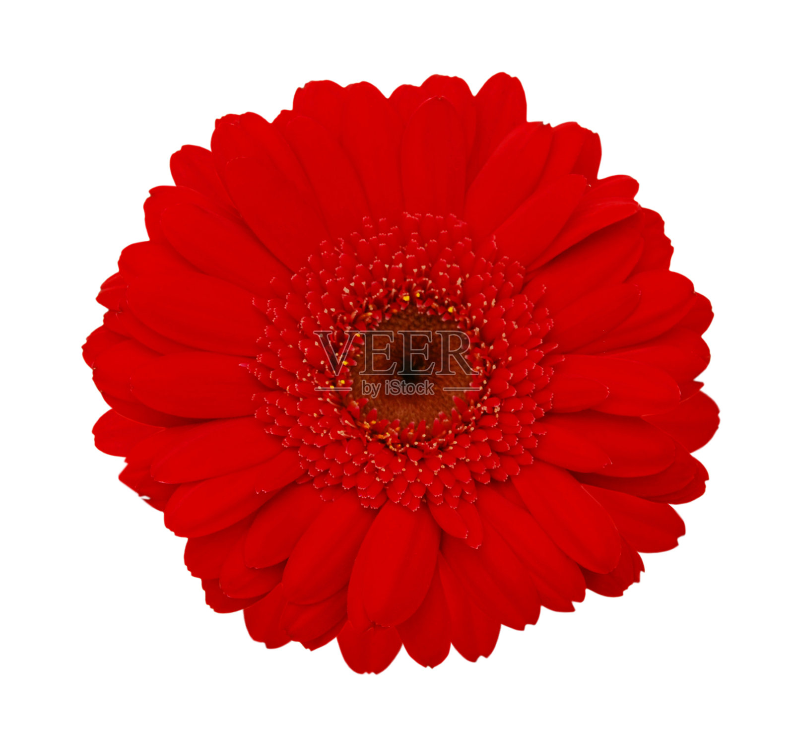 彩色戈贝尔花孤立在白色上照片摄影图片