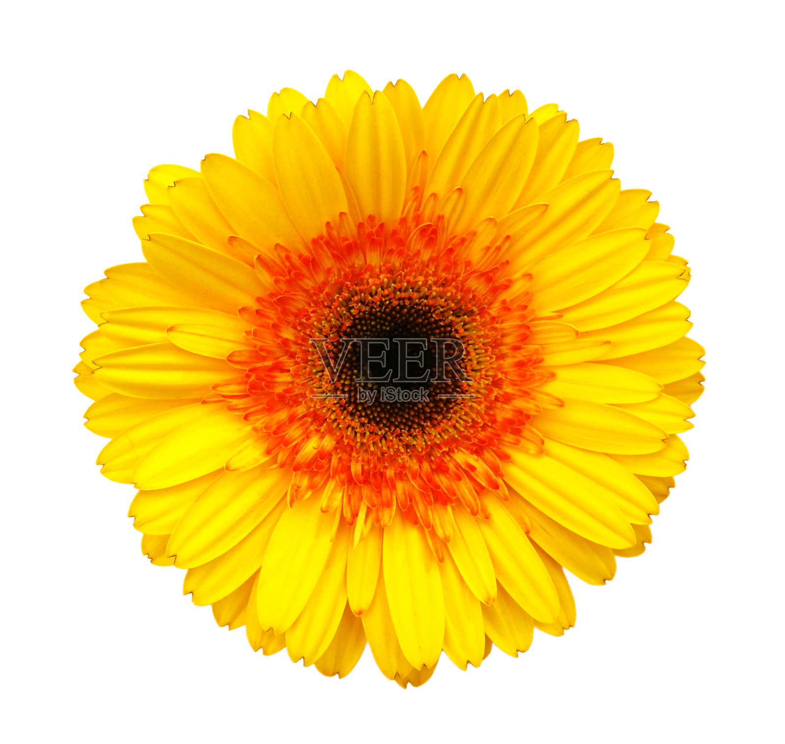 彩色戈贝尔花孤立在白色上照片摄影图片