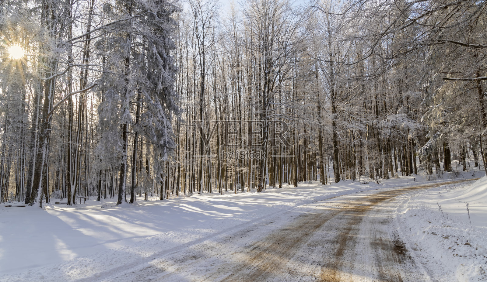 雪在阳光下覆盖着树木照片摄影图片