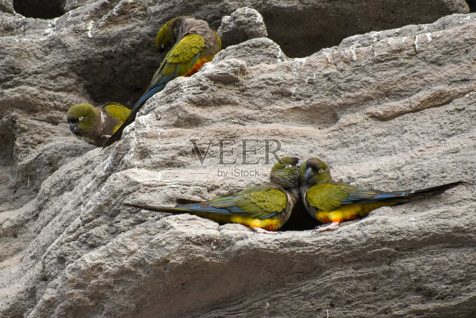 在野外悬崖上的穴居鹦鹉(Cyanoliseus patagonus)照片摄影图片