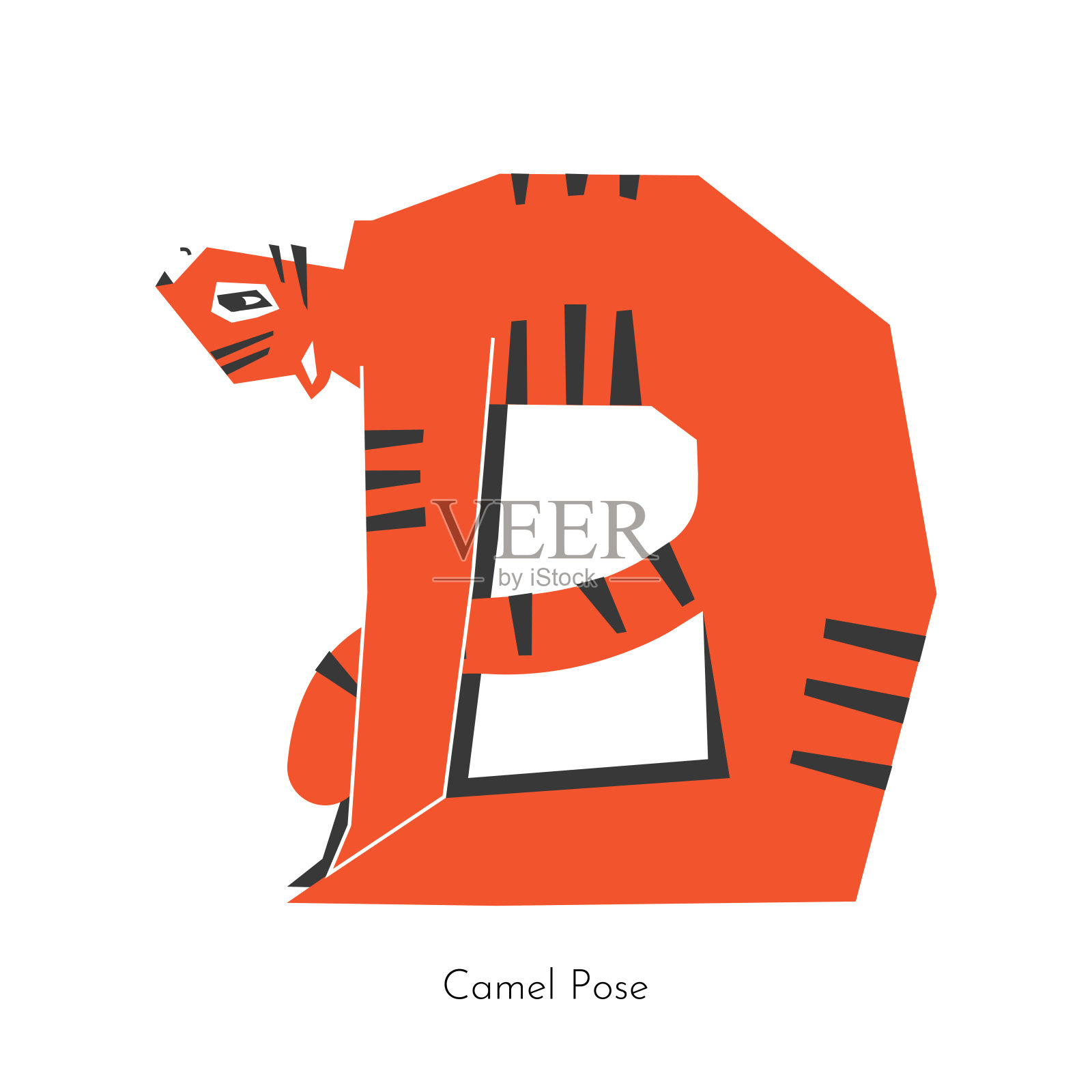 矢量插图与动物角色做瑜伽后屈。亚洲虎学会伸展姿势——骆驼式。运动平衡练习要灵活——乌斯特拉式插画图片素材