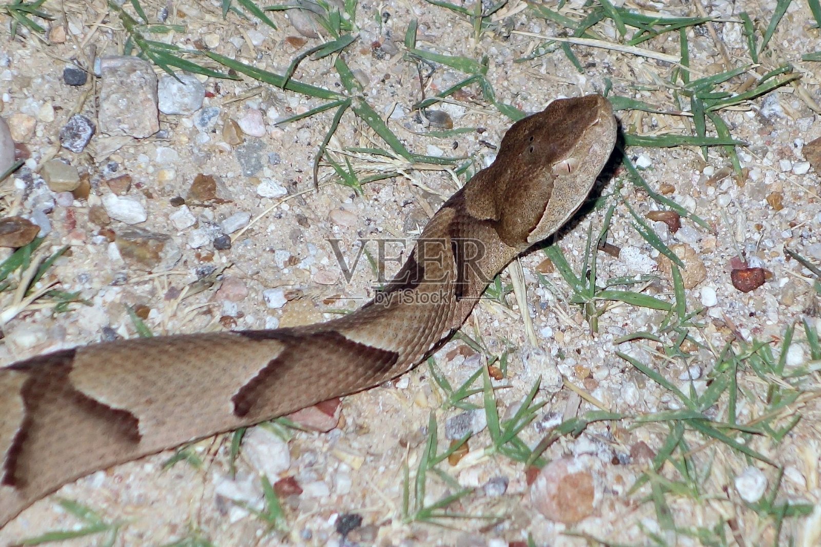 蝮蛇照片摄影图片