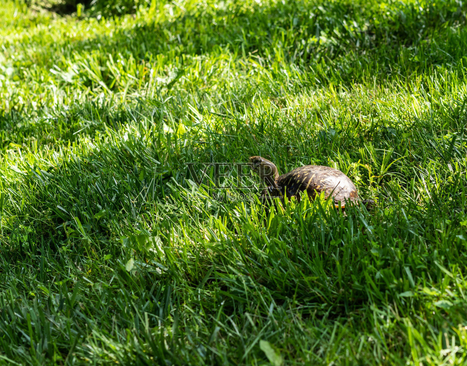 密苏里州草地上华丽的箱龟照片摄影图片