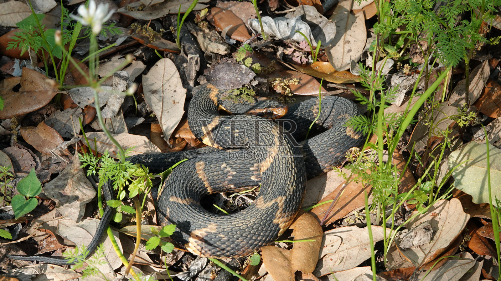 水蛇照片摄影图片
