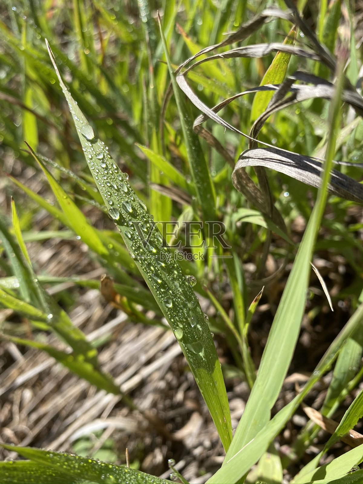 带露水的草照片摄影图片
