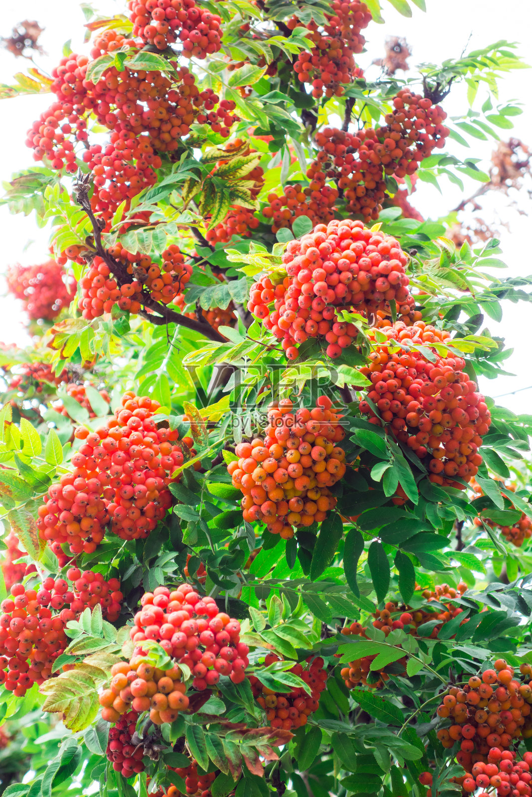 花楸和熟透的浆果照片摄影图片