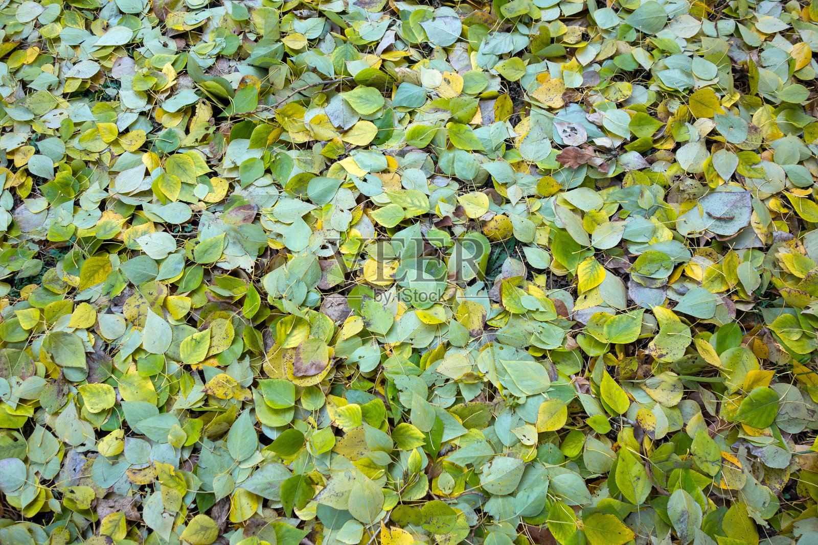 落叶的背景照片摄影图片