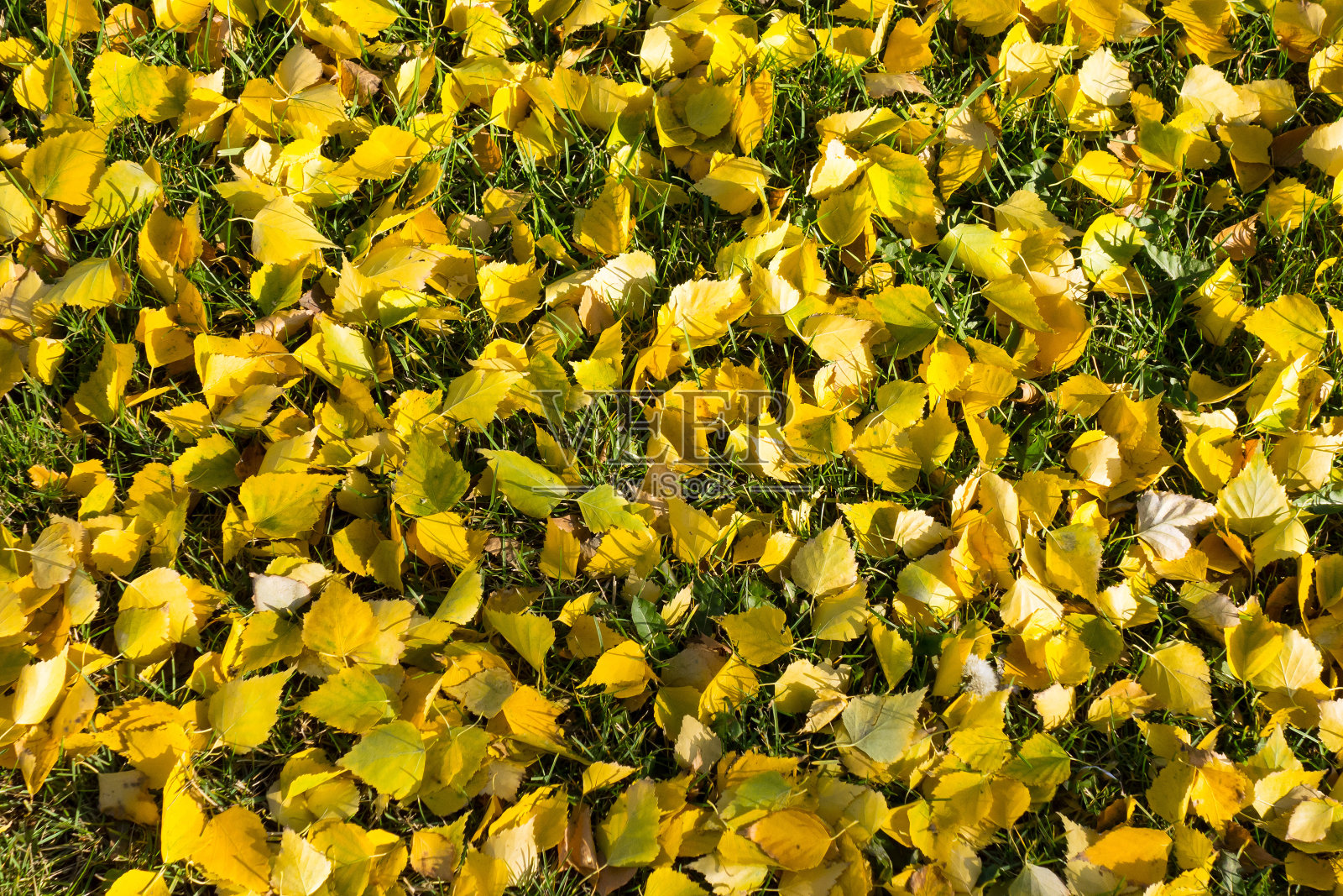 秋天的白桦树叶落在草地上照片摄影图片