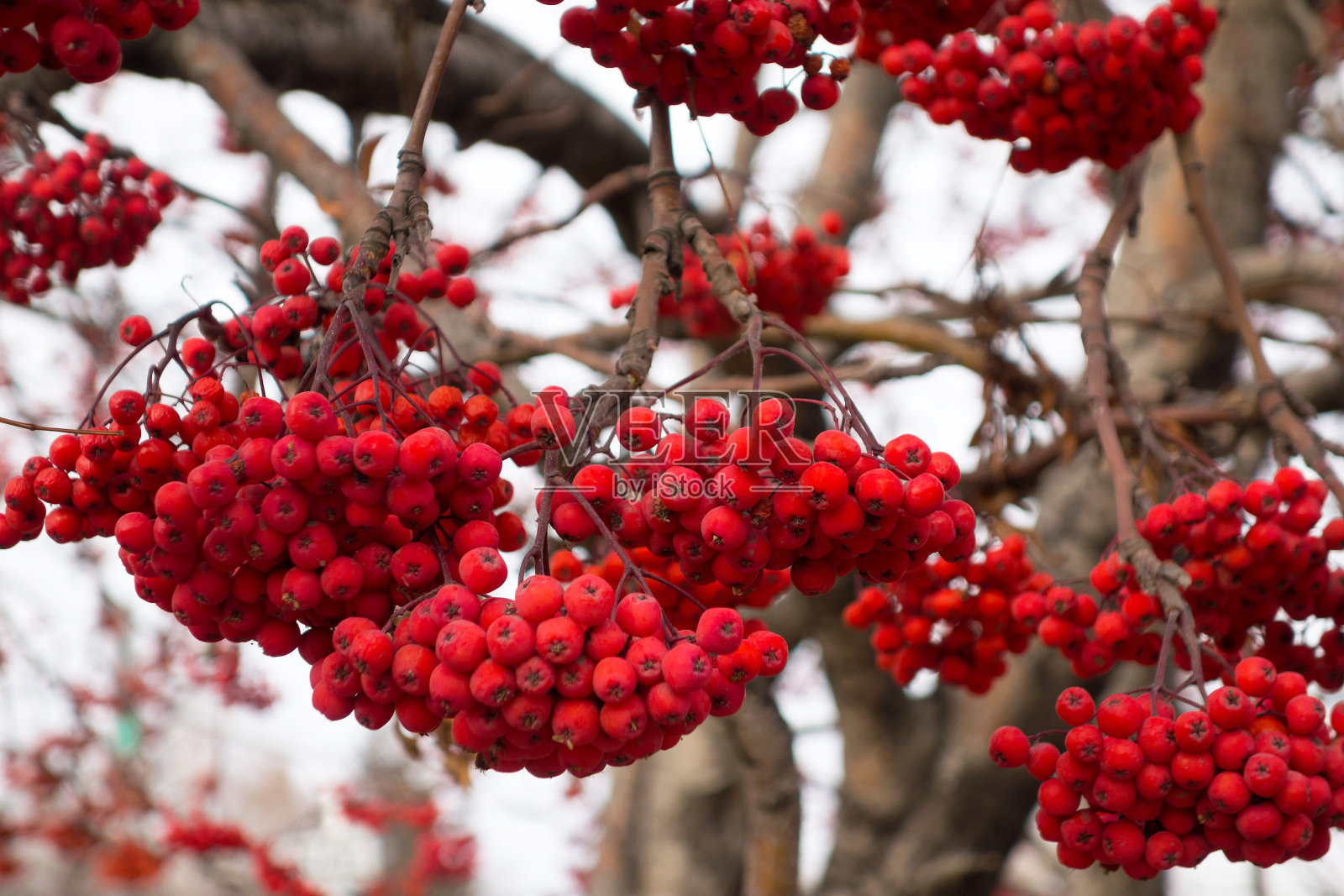 秋天花楸成熟的浆果照片摄影图片