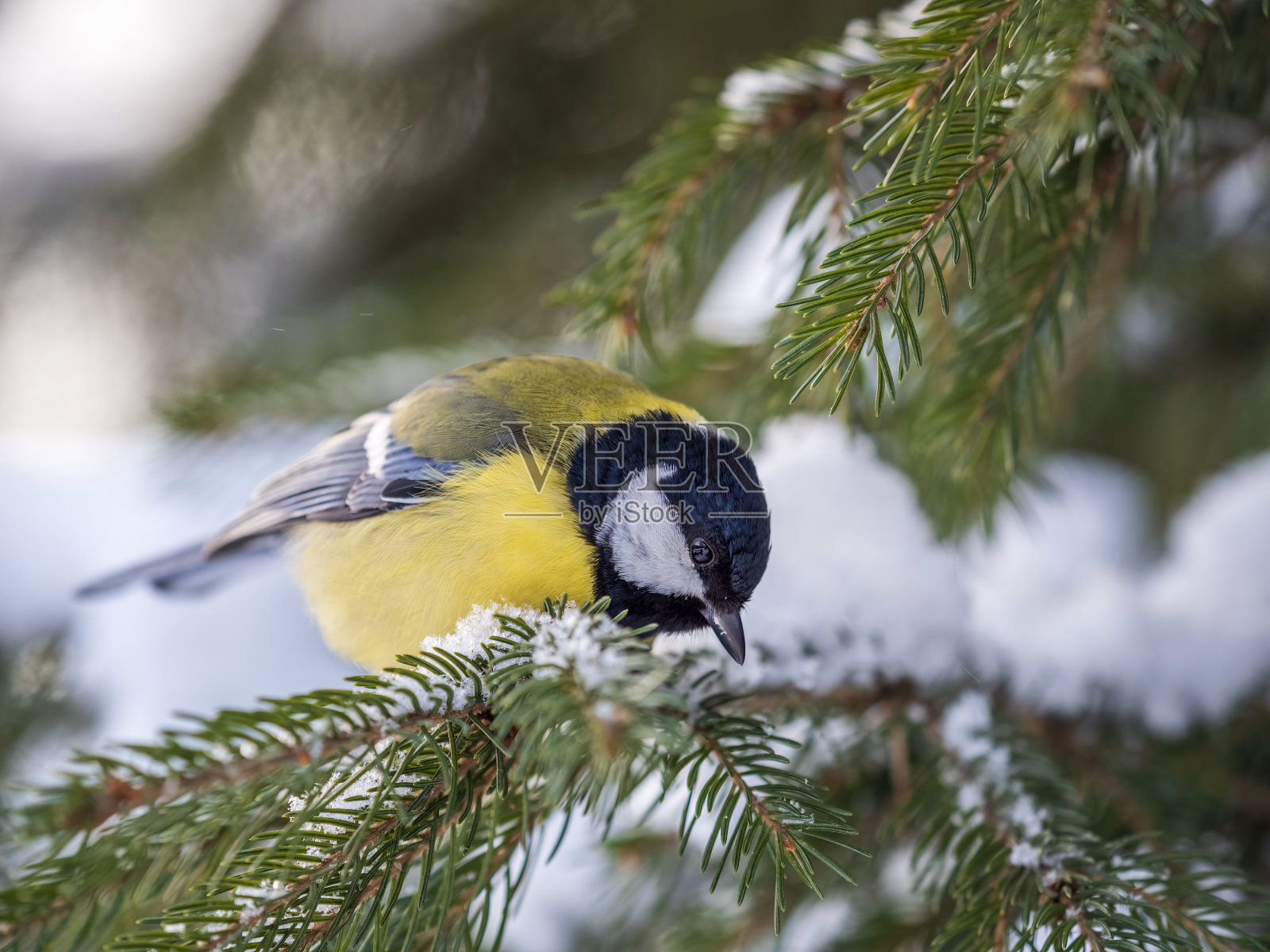可爱的鸟大山雀，鸣禽坐在冬天有雪的杉树枝上照片摄影图片