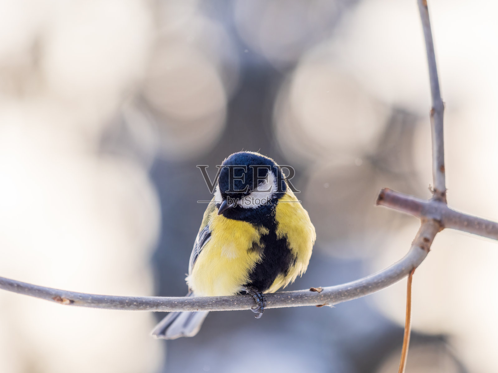 可爱的鸟大山雀，鸣鸟，在秋冬无叶的树枝上栖息。照片摄影图片