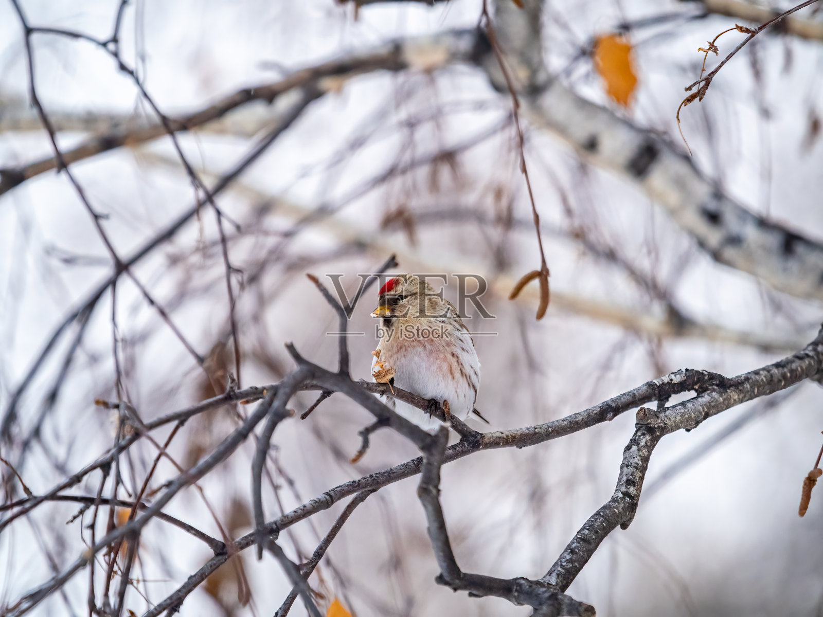 普通红尾母鸟，可爱，前额有亮红色斑点，冬天栖息在无叶树枝上照片摄影图片