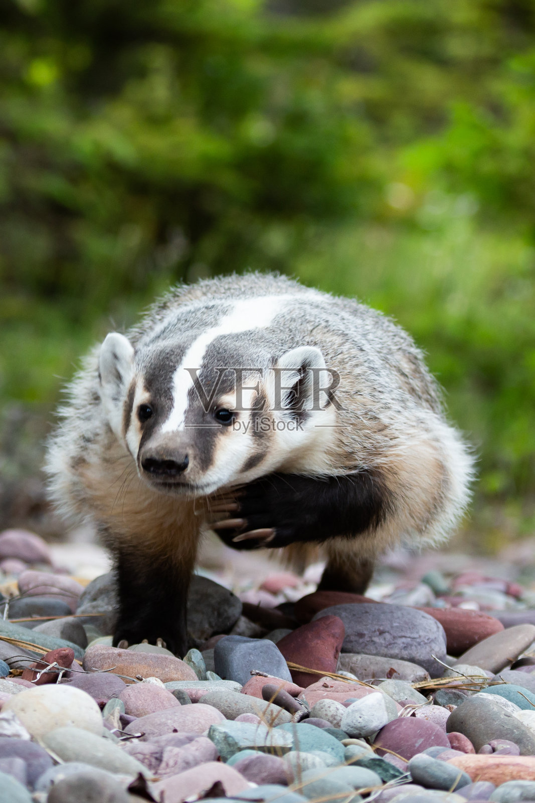 北美獾照片摄影图片