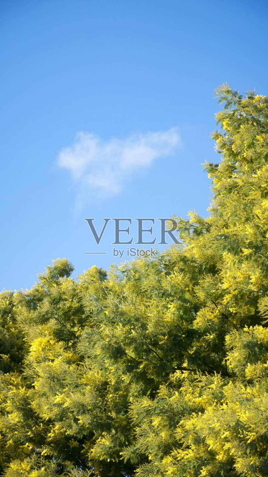 含羞草树的顶部开满了花，还有小云朵照片摄影图片