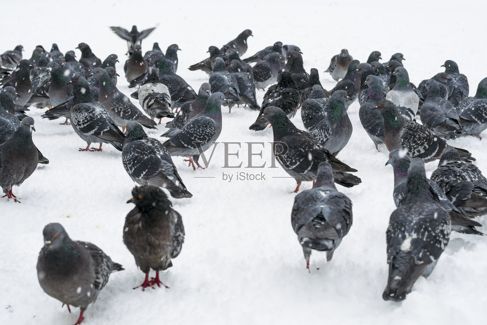 冬天。冷。一群鸽子走在白雪覆盖的路上。照片摄影图片