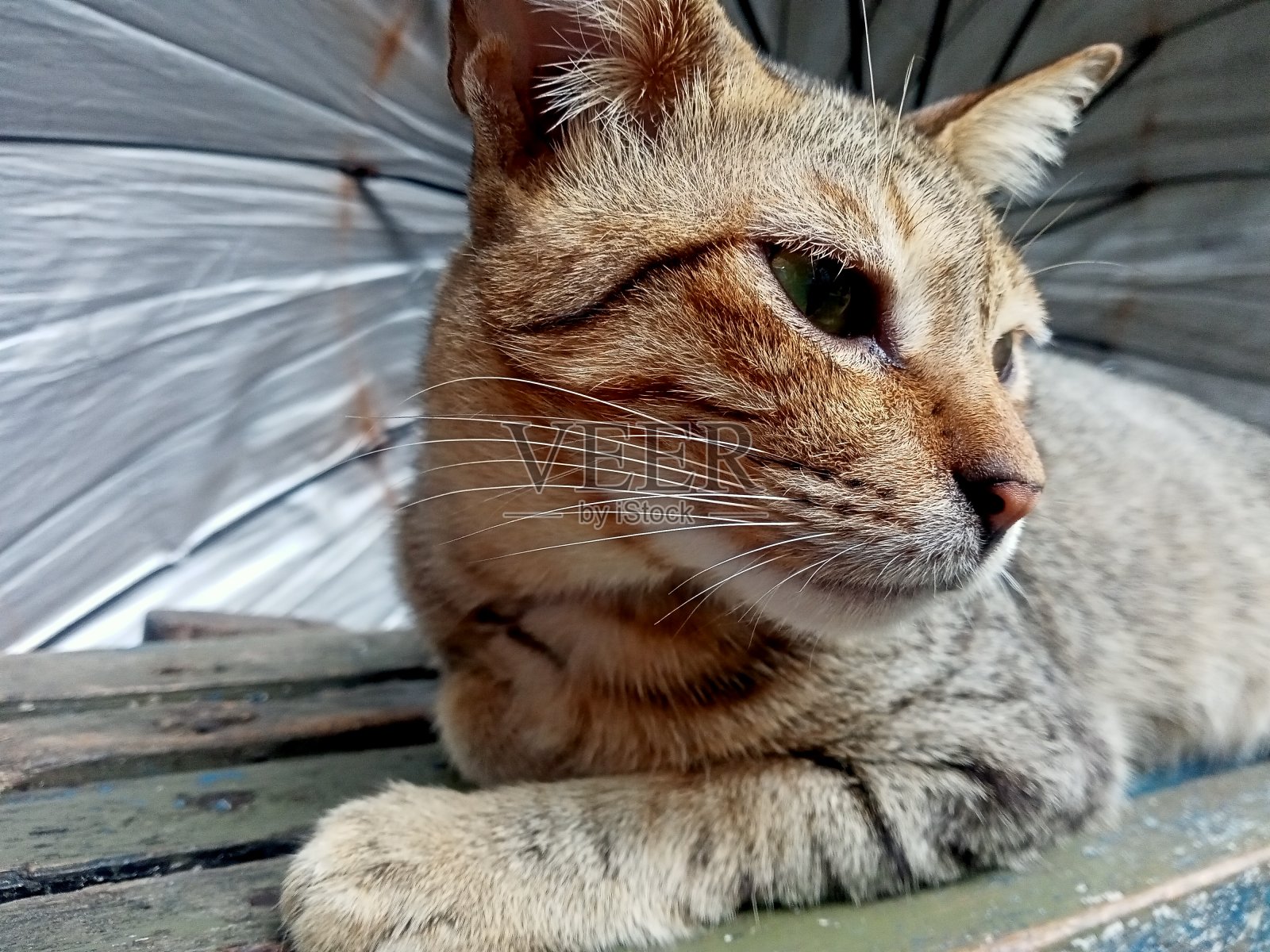 一只流浪猫在长椅上休息照片摄影图片