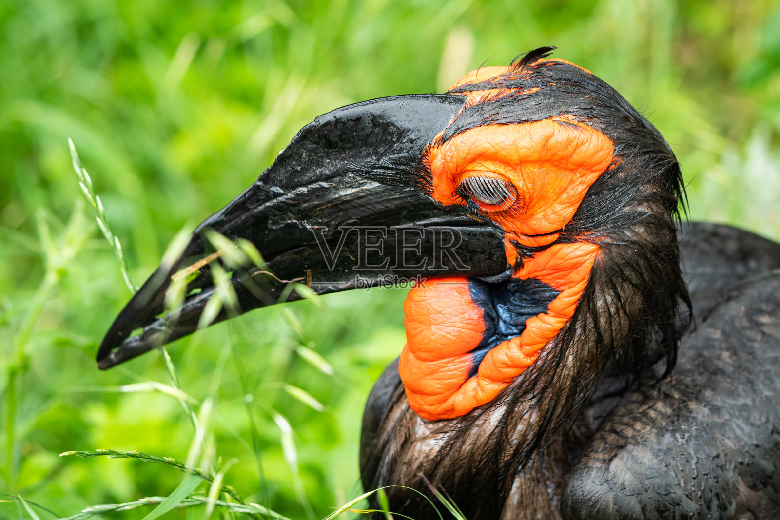 南地犀鸟站在草地上的肖像照片摄影图片