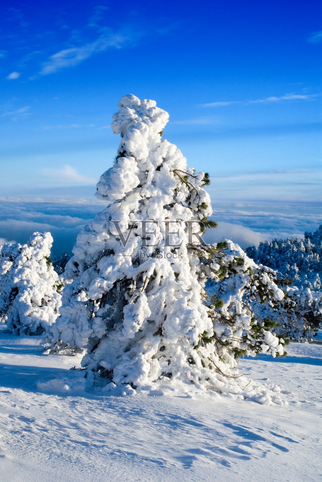 冷杉照片摄影图片