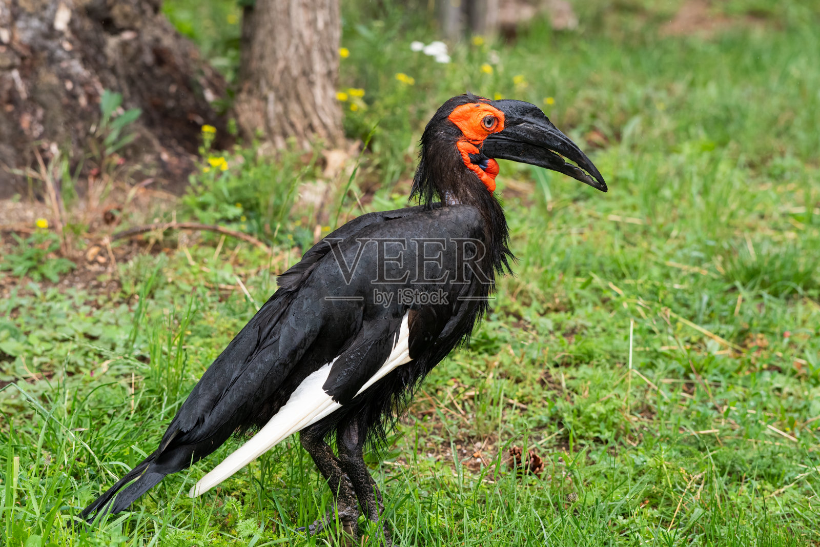 一只南地犀鸟站在草地上照片摄影图片