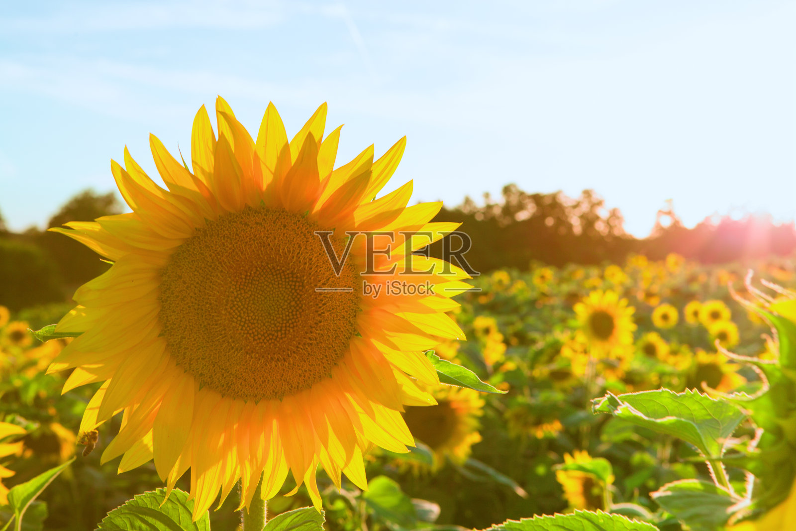 向日葵田里美丽的日落。本空间照片摄影图片