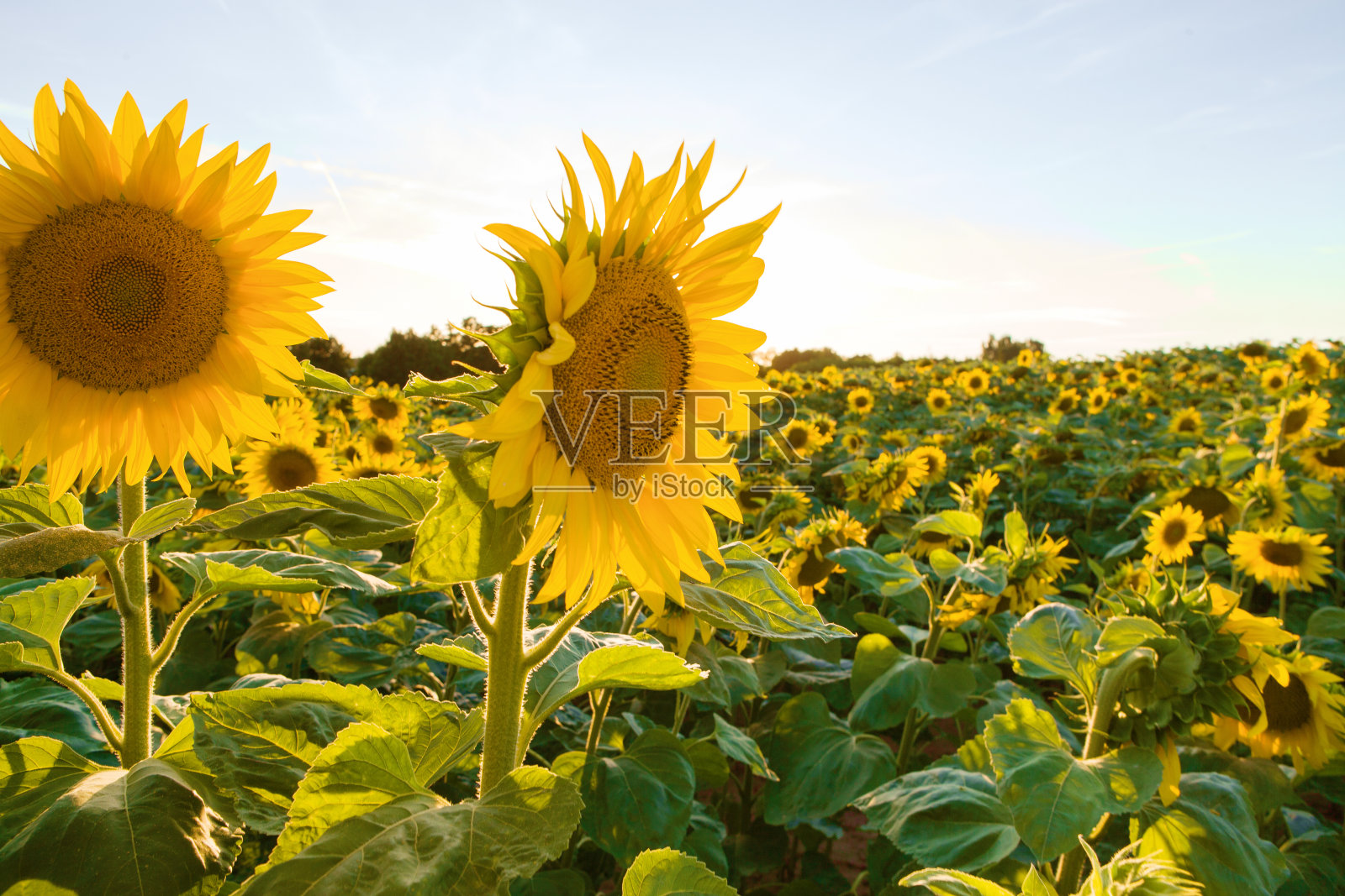 一天结束时的向日葵田，花的特写。照片摄影图片