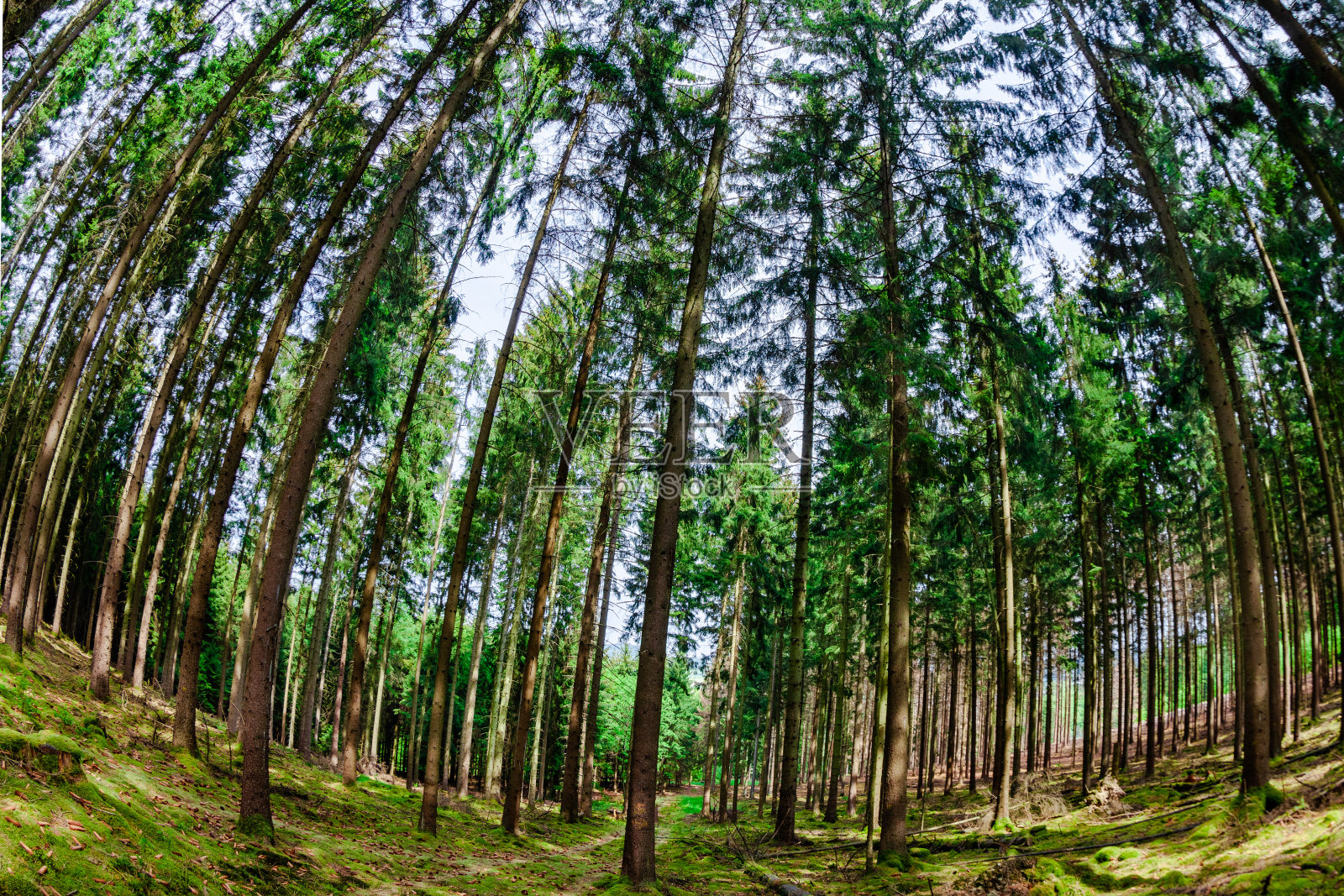 森林的树木照片摄影图片