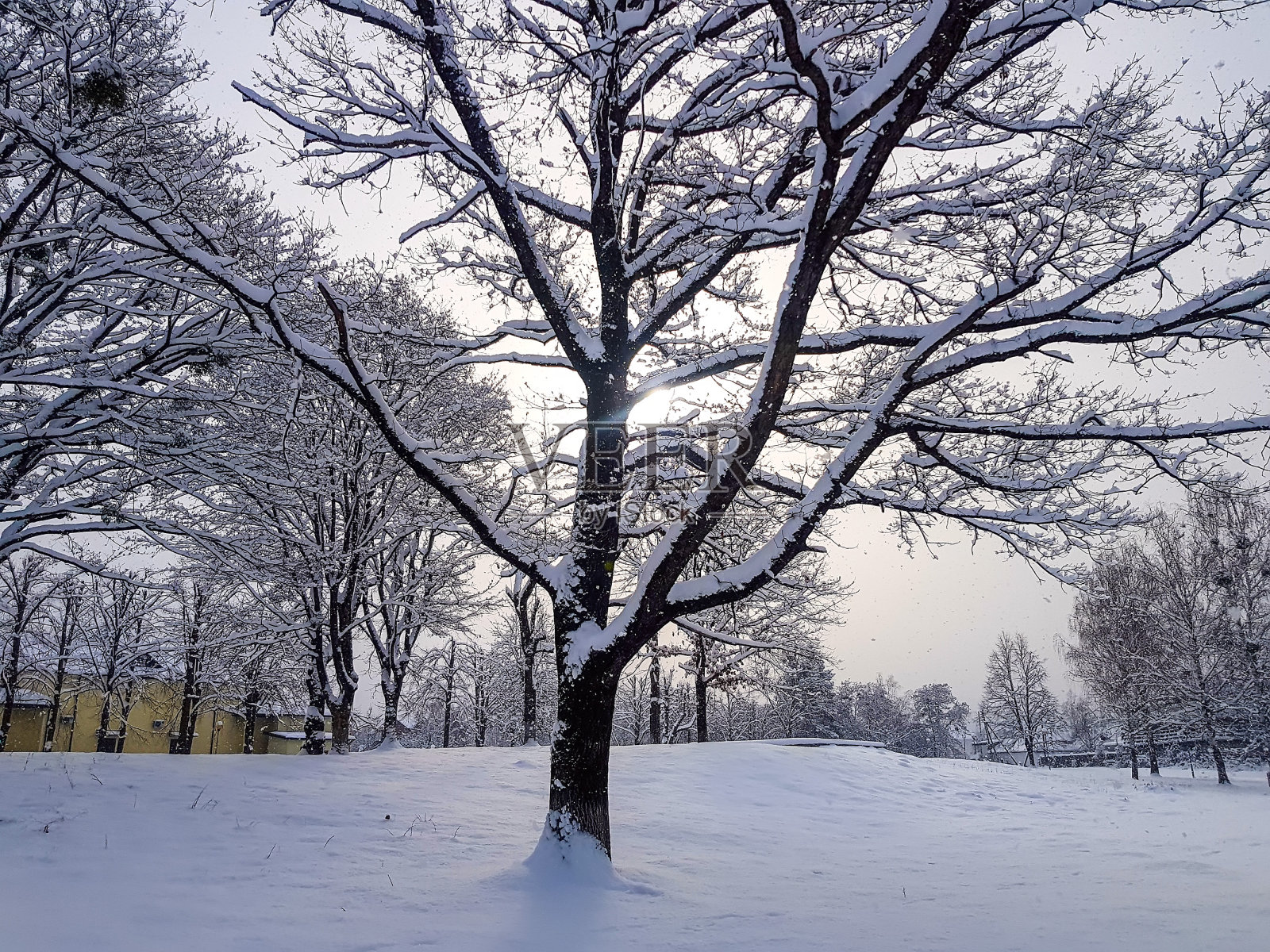 在一个寒冷的冬天的早晨，在一个空旷的雪地里种上一棵树照片摄影图片